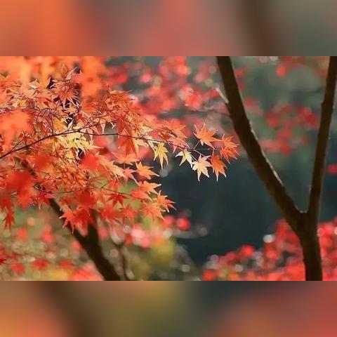 北京今日天气，晴空万里，秋意渐浓